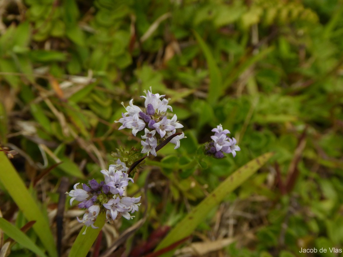 Neanotis nummularia (Arn.) W.H.Lewis